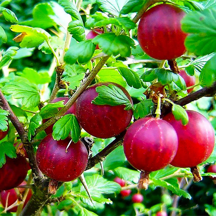 

Саженцы Крыжовника Красный Восток - поздний, крупноплодный, урожайный