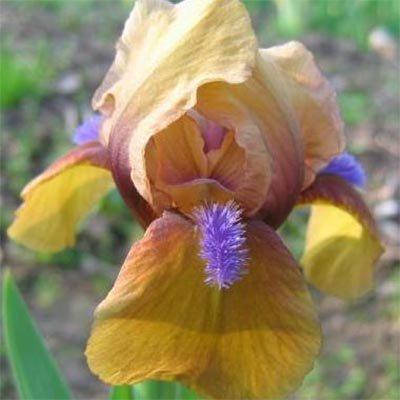 

Ирис Pumila Jaillanais (корневища)