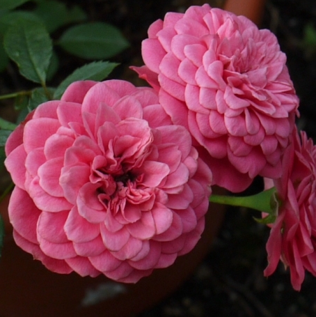 

Саженцы розы "Sugar Baby" (Шуга Бейби)