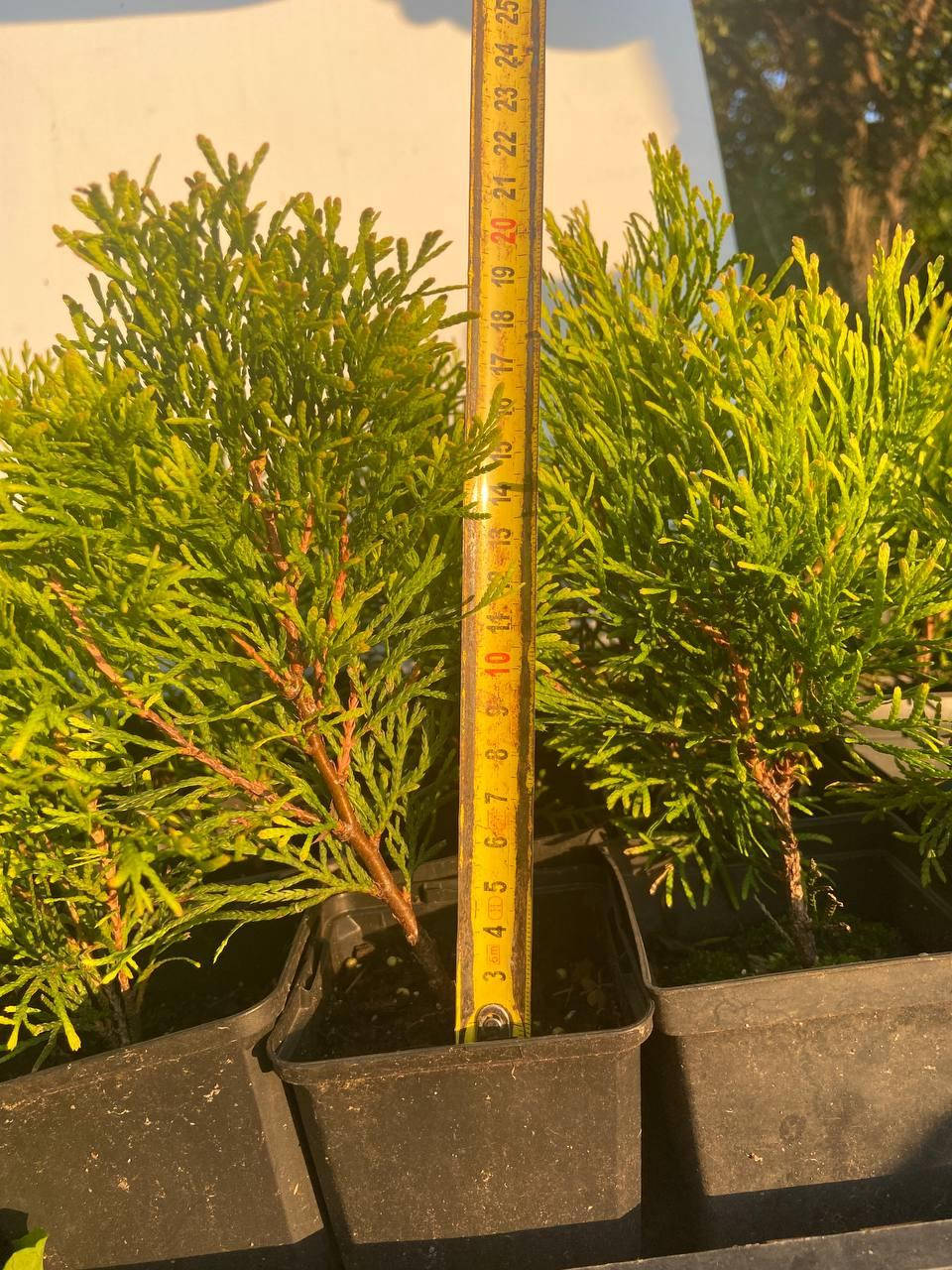 

Туя западная Голден Смарагд (Thuja Golden Smaragd) 17-20 см