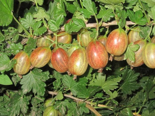 

Крыжовник на штамбе "Ксения", 3х летние кусты