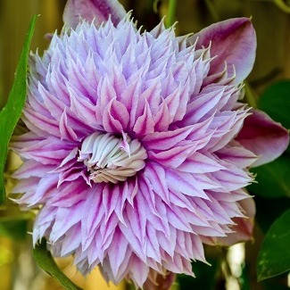 

Клематис Josephine (Жозефина)