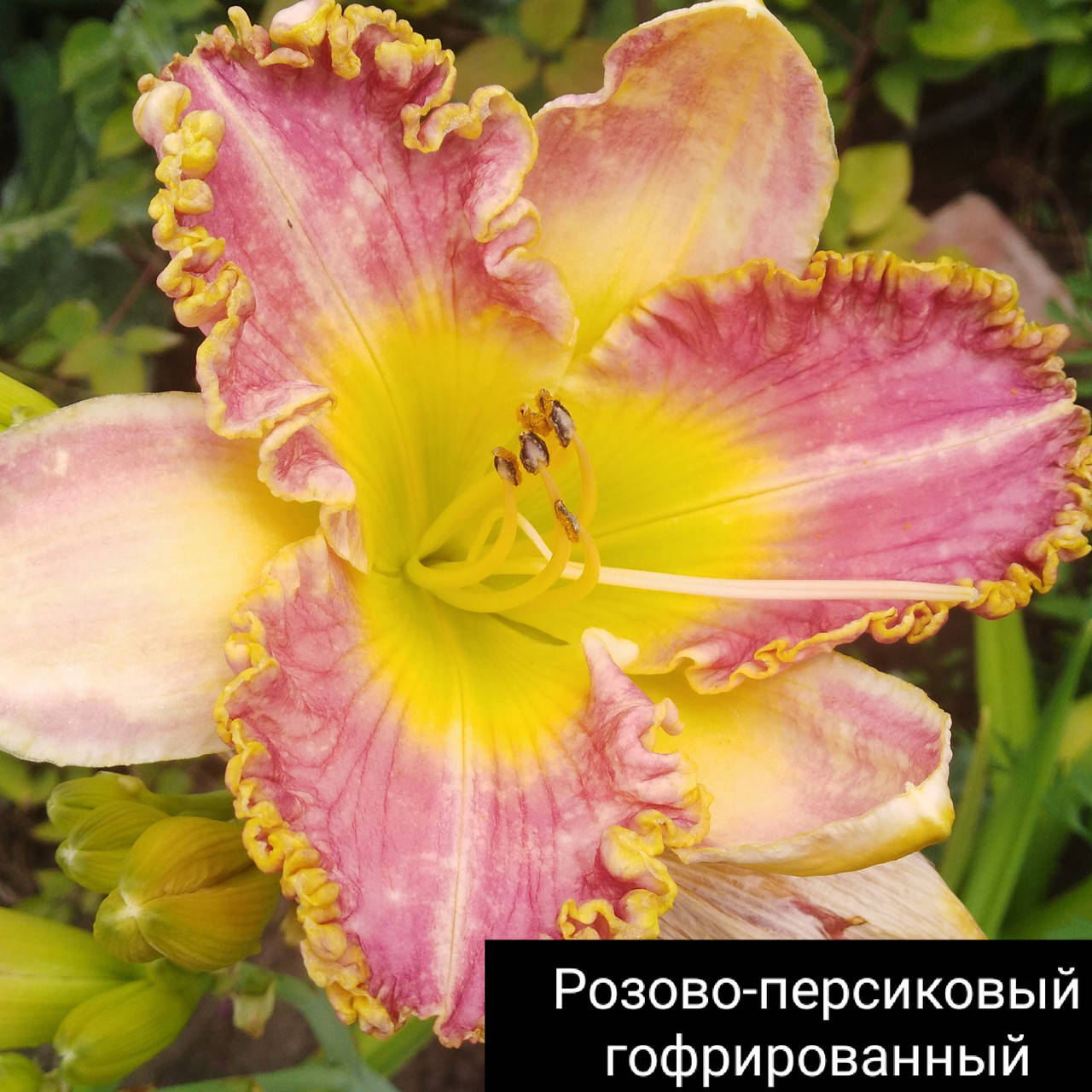 

Лилейник розово-персиковый гофрированный, деленка