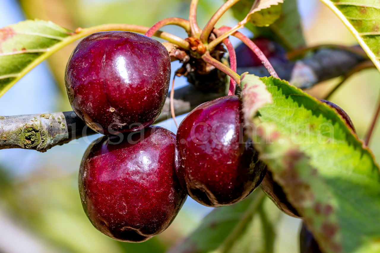 

Черешня Блек Стар (Black Star)