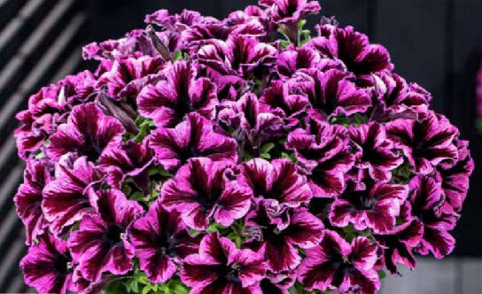 

Рассада петунии Go Tunia Cosmic Pink розово фиолетовая d12см