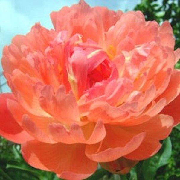 

ПИОН ТРАВЯНИСТЫЙ CORAL SUNSET (КОРНЕВИЩА).