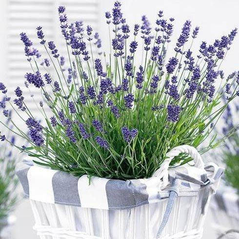 

Саженцы лаванды Элеганс Пурпл