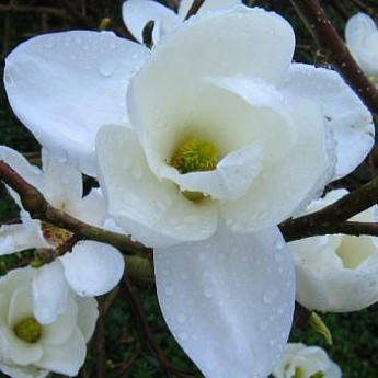 

Магнолия Обнажённая "Magnolia Denudata"