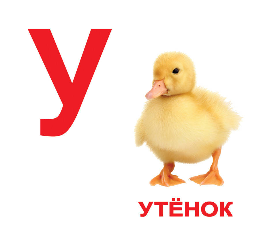 

Алфавит. Карточки Домана. Вундеркинд с пелёнок