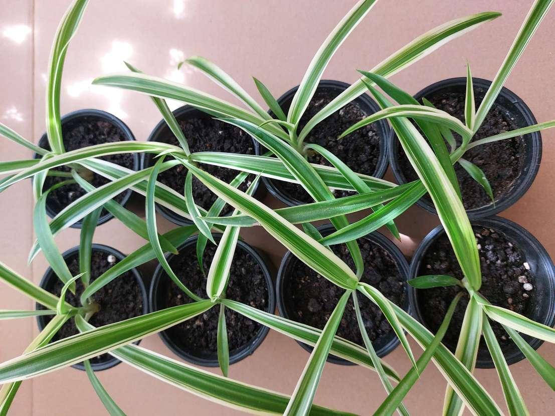 

Хлорофитум хохлатый или пучковый (Chlorophytum Сomosum),d9 см молодое растение