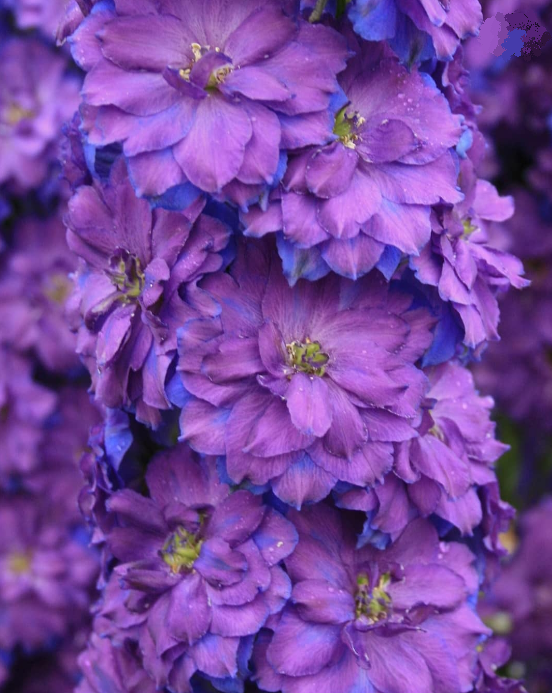 

Дельфиниум Пэган Перпелс (Pagan Purplesс)