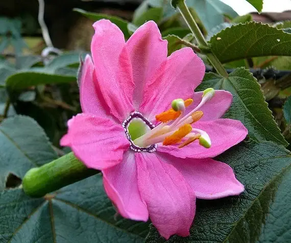 

Пассифлора мягчайшая - Passiflora mollissima семена