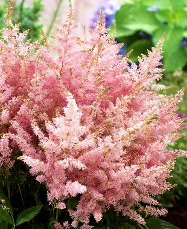 

Астильба "Юник Сильвер Пинк" ( саженцы)