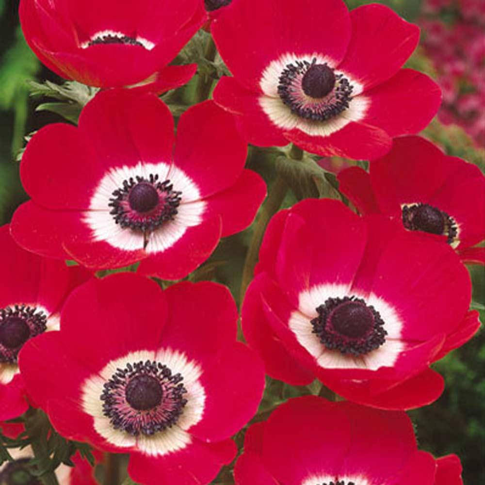 

Анемон Hollandia