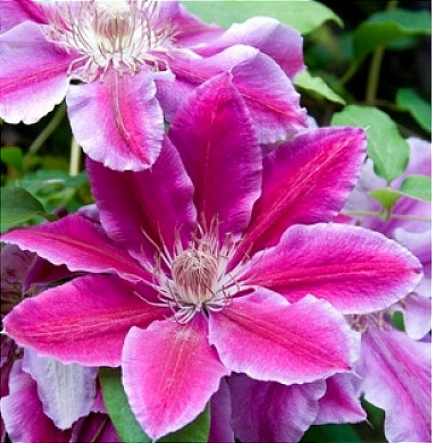 

Клематис Доктор Руппель (Doctor Ruppel)