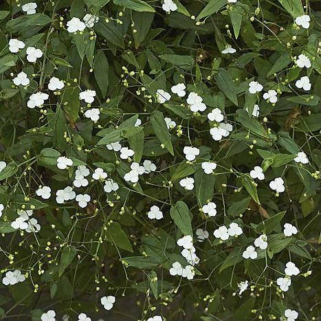 

Традесканция гибазис, черенок