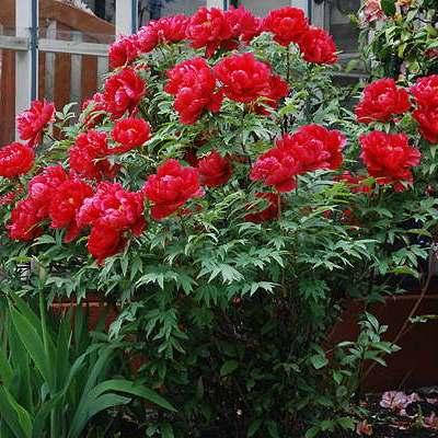 

Пион древовидный "КРАСНЫЙ" / Саженцы