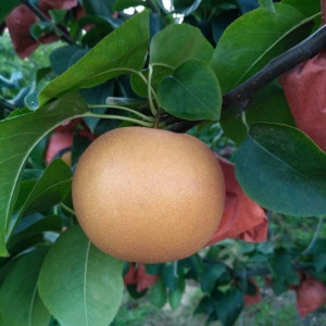 Груша азійський Хоюро (літня), фото 1