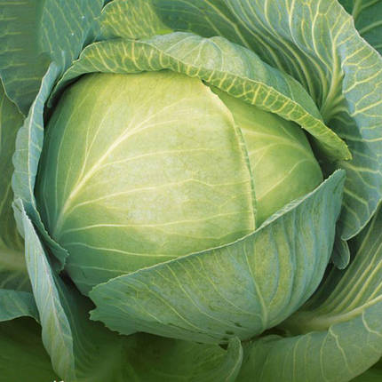 Насіння капусти Епікур F1 фракція 2-2.25 мм (Syngenta), 2500 насіння — пізні, фото 1