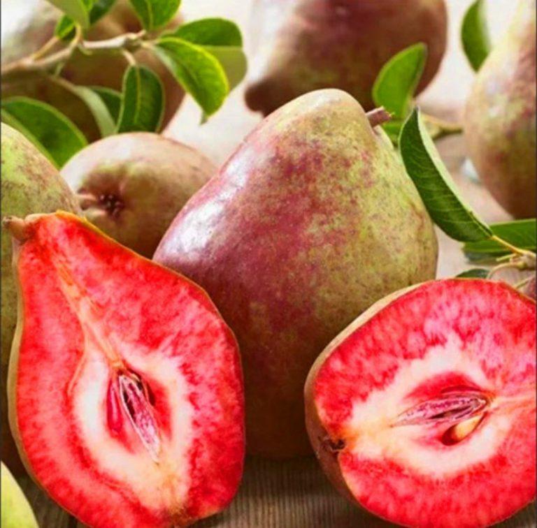 Червономяса Груша “Червона сенсація", однорічка., фото 1