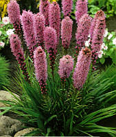 Ліатріс колоскова рожева(Liatris spicata) (насіння 10 шт)