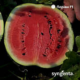 Лоріан F1 насіння кавуна (1000 нас.) Syngenta, фото 4