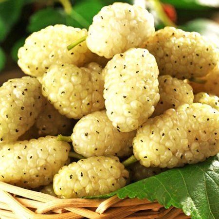 Саджанці шовковиці Біла Медова (дворічний), фото 1