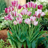 Тюльпан 2 шт Мультифлора Candy Club цибулини 11/12