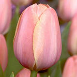 Тюльпан 2 шт Тріумф Early Glory цибулини 10/11, фото 2