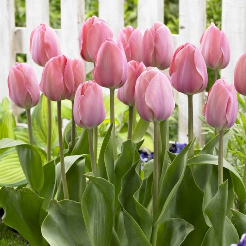 Тюльпан 2 шт Тріумф Early Glory цибулини 10/11, фото 1