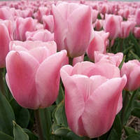 Тюльпан 2 шт Тріумф Synaeda Amor цибулини 10/11