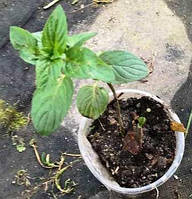 М'ята перцева Шоколадна. У контейнерах Д5.