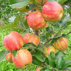Саджанці яблуні “КАРНАВЕЛ” (Karnavel) 1-но річка