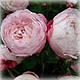 Троянда старовинна Мадам П'єр Оже (Mme Pierre Oger), фото 3