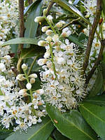 Лавровишня/Prunus laurocerasus