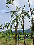 Барючник японський штамб St210, плакучий, круглолистик, Cercidiphyllum japonicum 'Pendula', St210, фото 6
