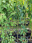 Барючник японський штамб St210, плакучий, круглолистик, Cercidiphyllum japonicum 'Pendula', St210, фото 5