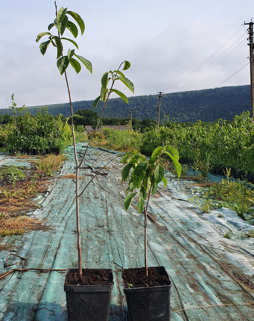 Азимина трёхлопастная, Asimina triloba, 70 см - фото 2 - id-p747725060