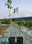 Азиміну трилопатева, Asimina triloba, 70 см, фото 3