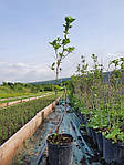 Calycanthus floridus, Гвоздичне дерево, Калікантус квітний 80 см, фото 3