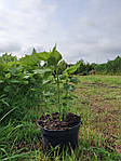 Павловнія, Paulownia tomentosa 10л, 0см, фото 8