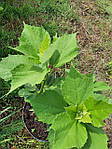 Павловнія, Paulownia tomentosa 10л, 0см, фото 9