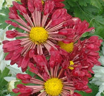 Хризантеми