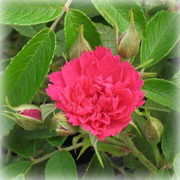 Троянда Еф Джей Гротендорст (F.J.Grootendorst), старовинна в контейнері, фото 1