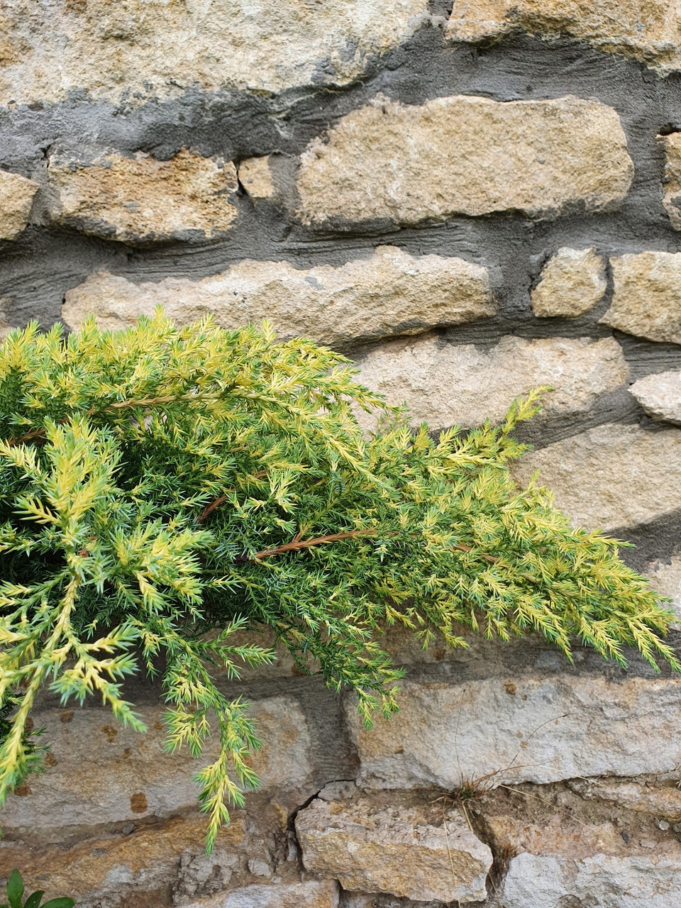 Ялівець середній, Juniperus media 'Gold Star', 50 см.