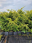 Тис ягідний, Taxus baccata 'Elegantissima', 50 см,, фото 3