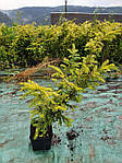 Тис ягідний, Taxus baccata 'Elegantissima', 50 см,, фото 11