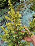 Тис ягідний, Taxus baccata 'Elegantissima', 50 см,, фото 8