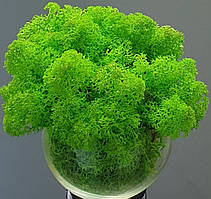 Стабілізований мох ягель для декору Норвегія grass green light № 79  -  100 грам