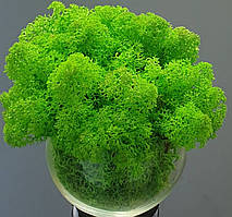 Стабілізований мох ягель для декору Норвегія grass green light № 79  -  50 грам